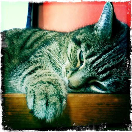 Image of cat